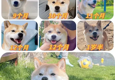 狗子成长记
