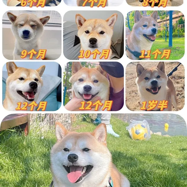 狗子成长记